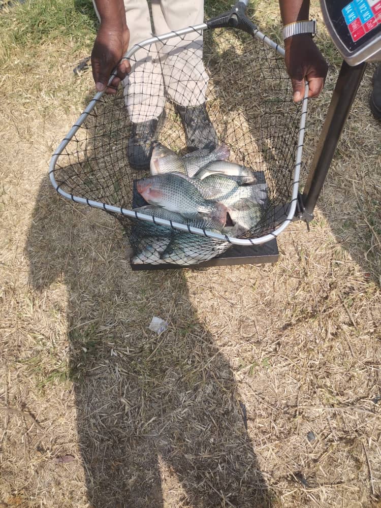 Fish Farming Training